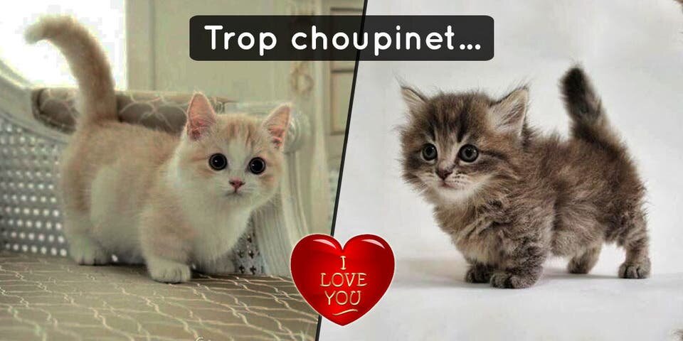 9 preuves que les Munchkins sont les chats les plus mig...