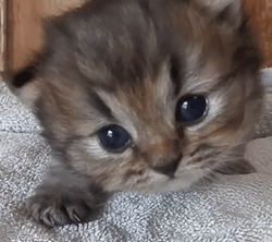 munchkin, tÃªte, mignon