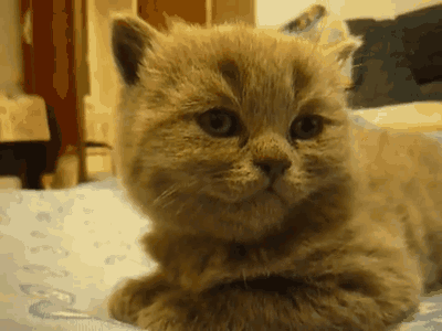 munchkin, dodo, sommeil