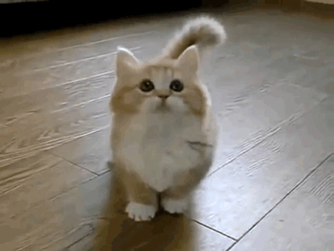 munchkin, jouer, regard