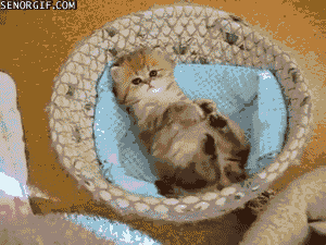 munchkin, panier, mignon