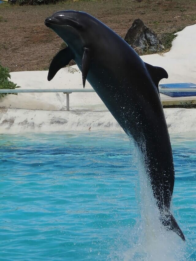 wholphin, hybride