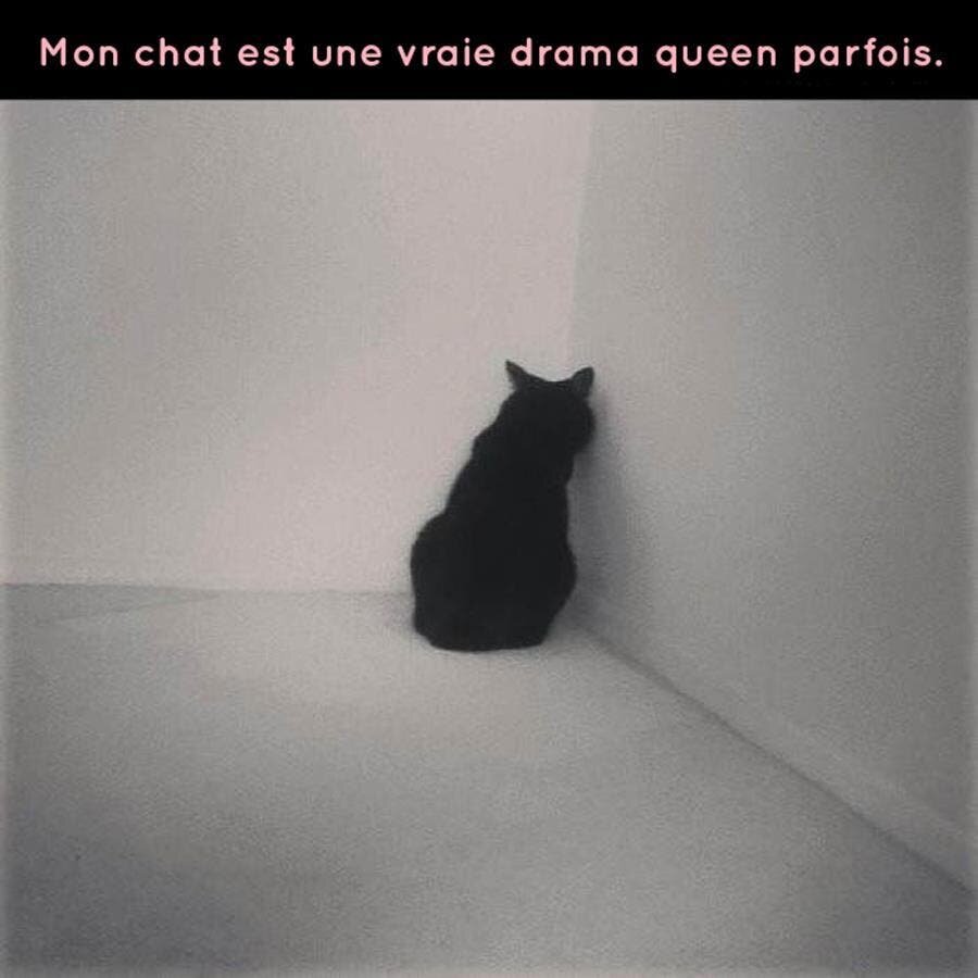 meme, drama queen, humour