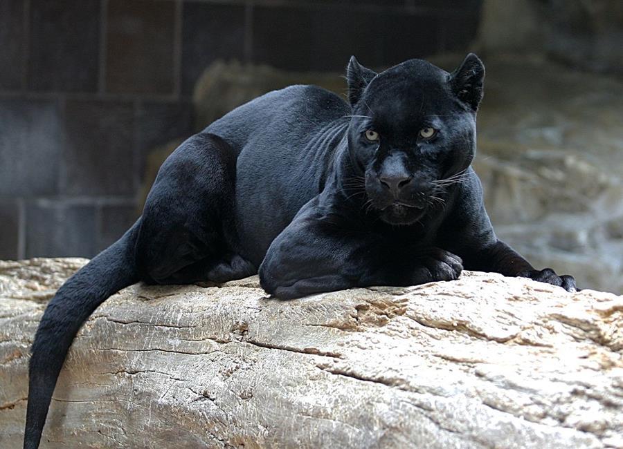jaguar, assis