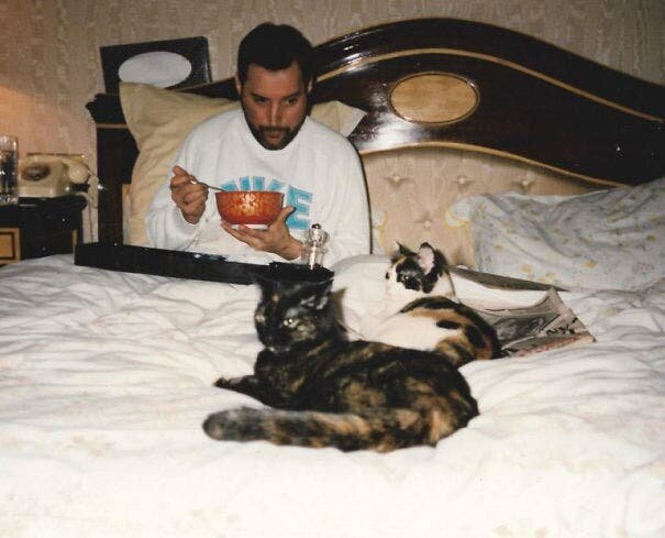 People Freddie Mercury Queen rockstar cÃ©lÃ©britÃ© amoureux chats fÃ©lins