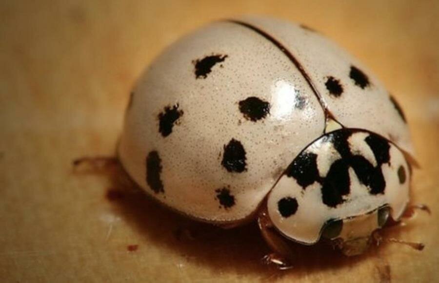 coccinelle, albinos