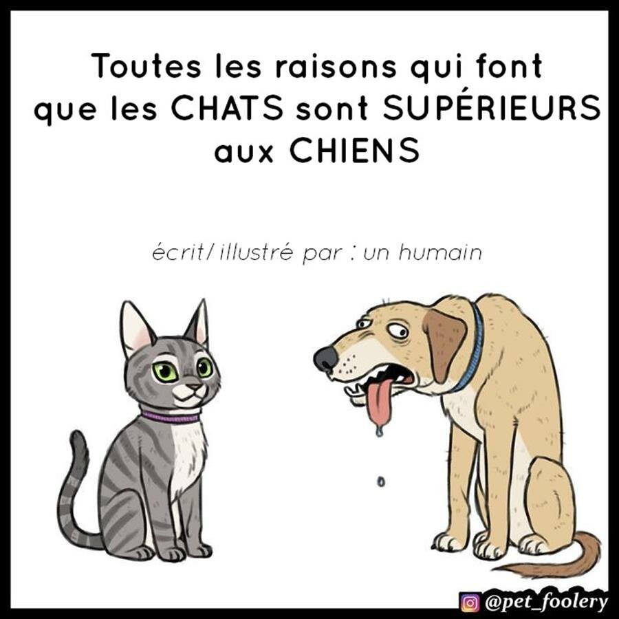 pet foolery, bd, chats, chiens, supÃ©rieurs
