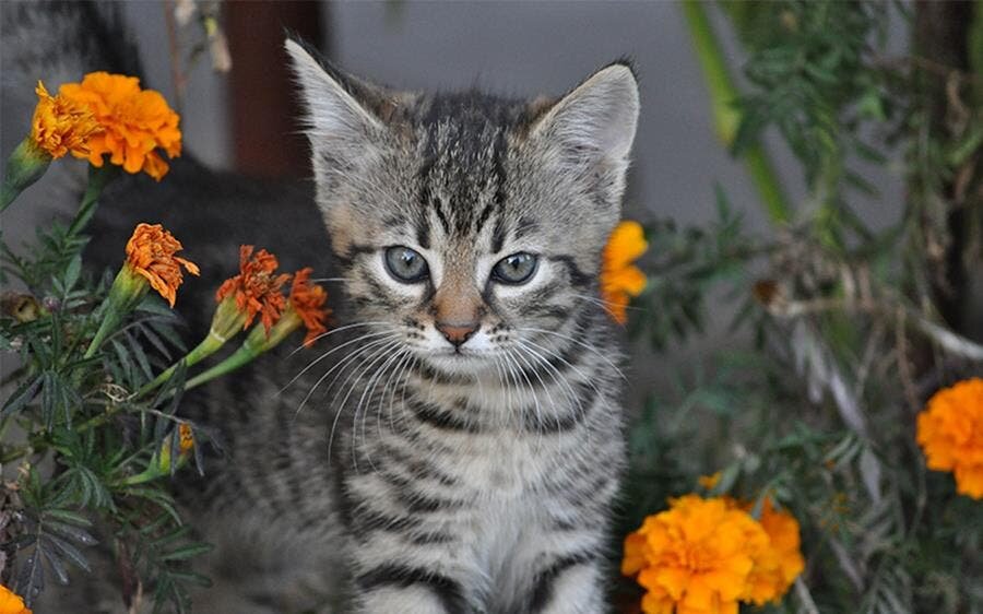 chat, mignon, fleurs