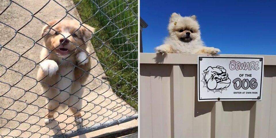 10 chiens de garde très 