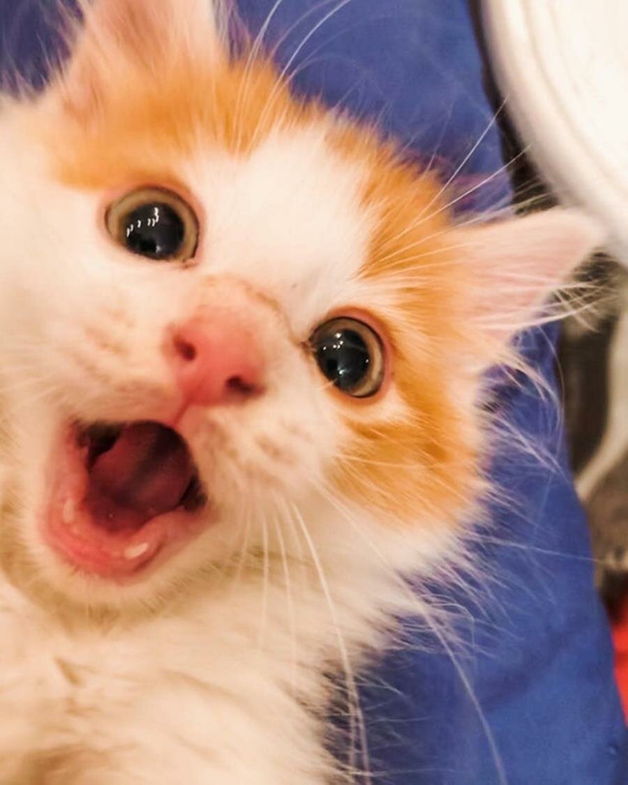 chaton, mignon