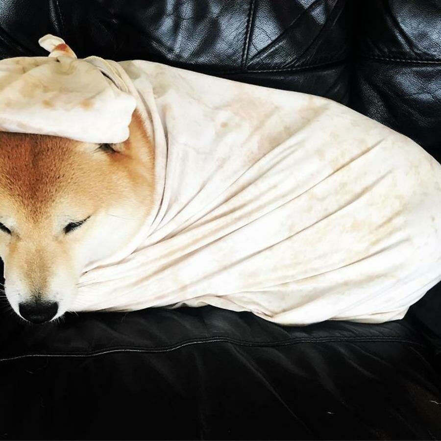 chien, couverture
