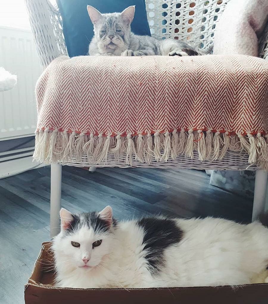 toby, quinn, chats