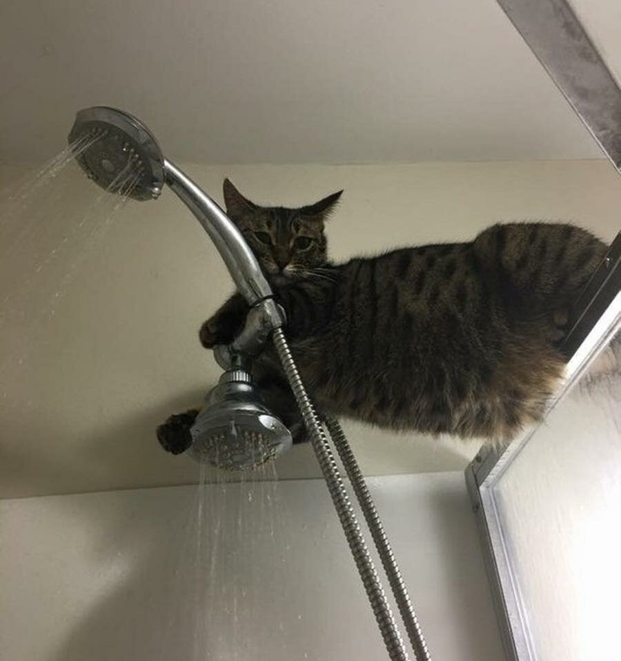 chat, douche