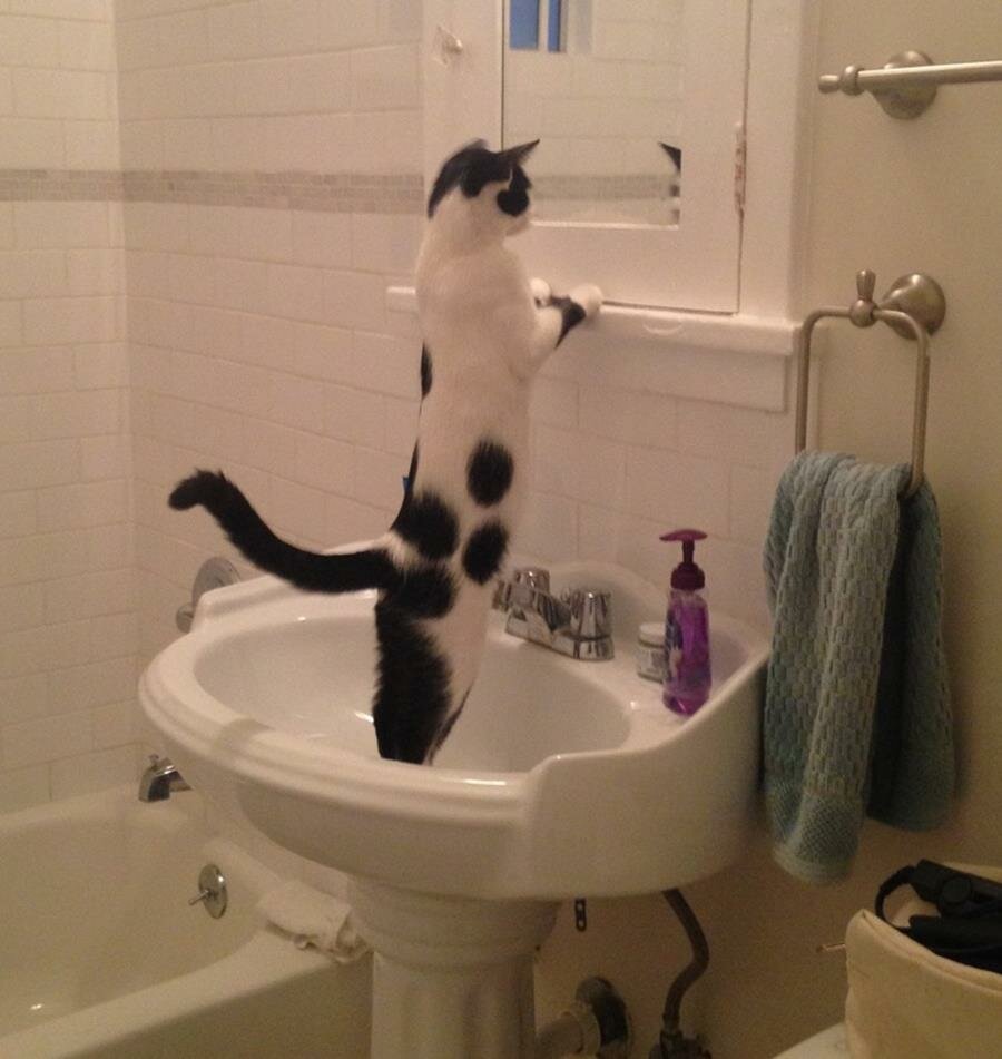 chat, miroir