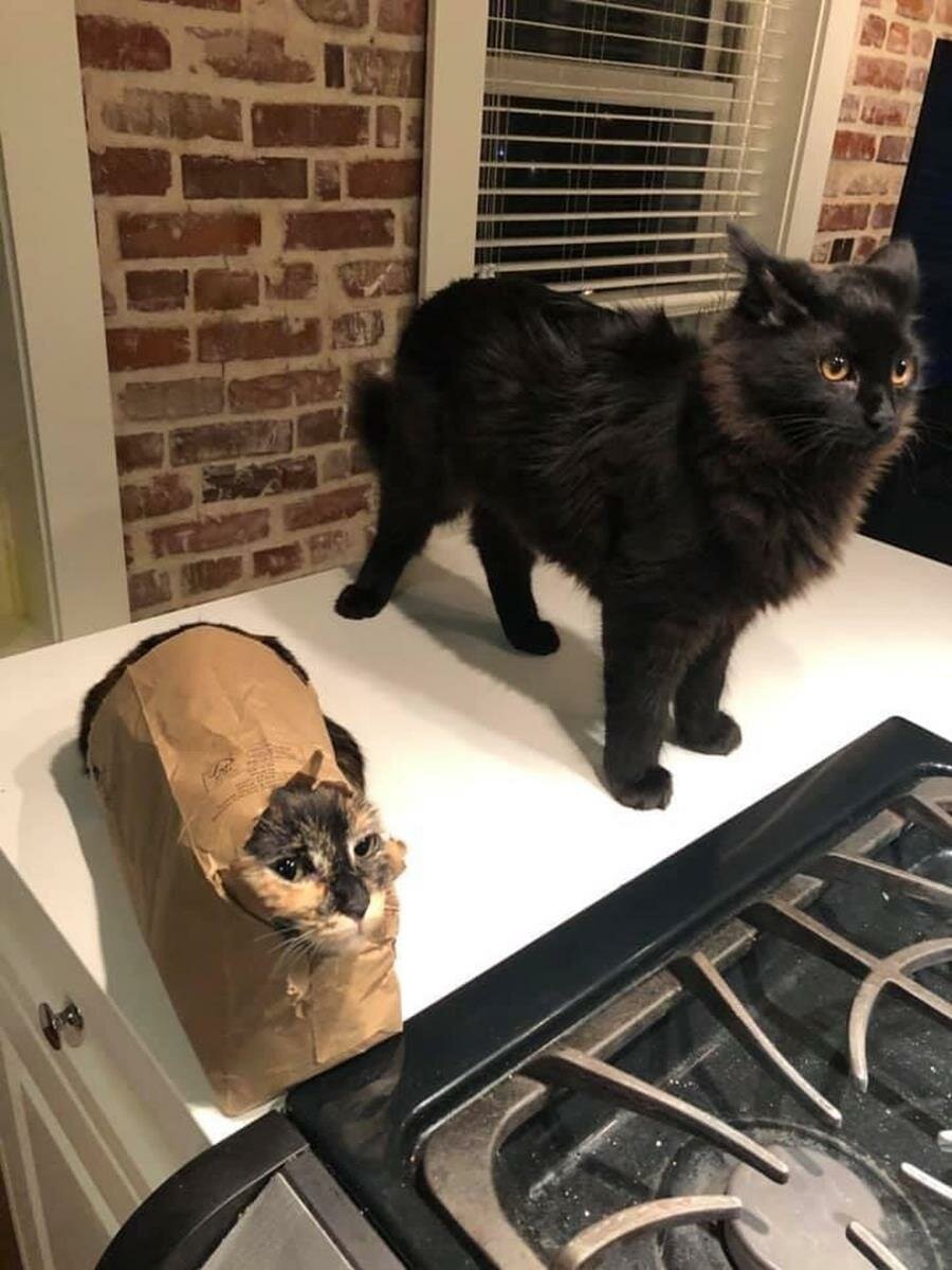 chat, sac