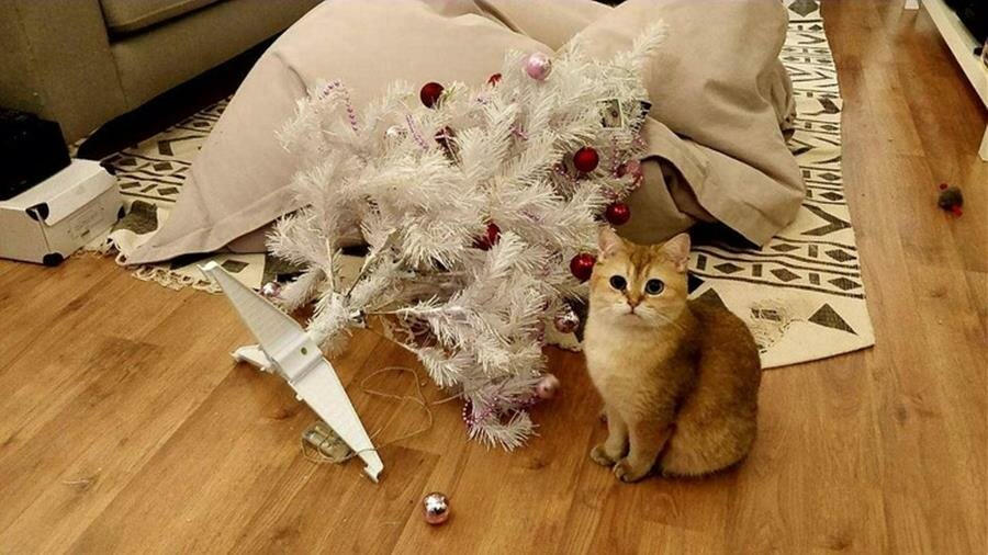 chat, sapin