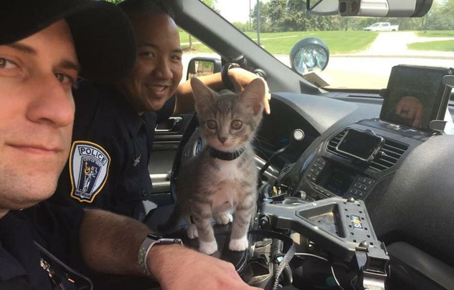chat, policier, voiture