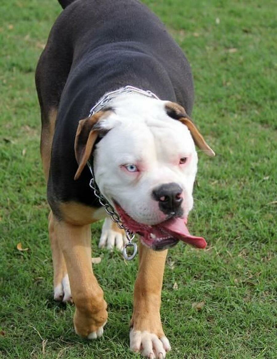 bulldog, vairons, yeux