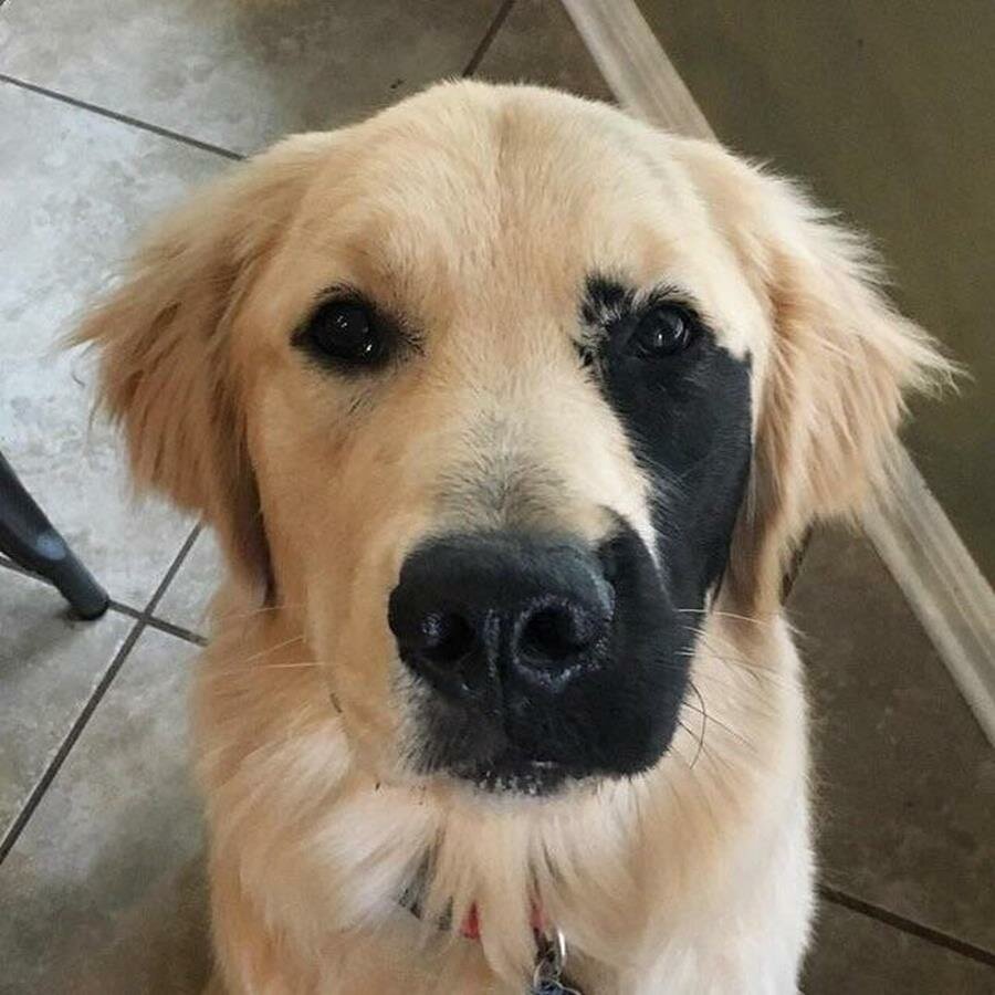 labrador, noir