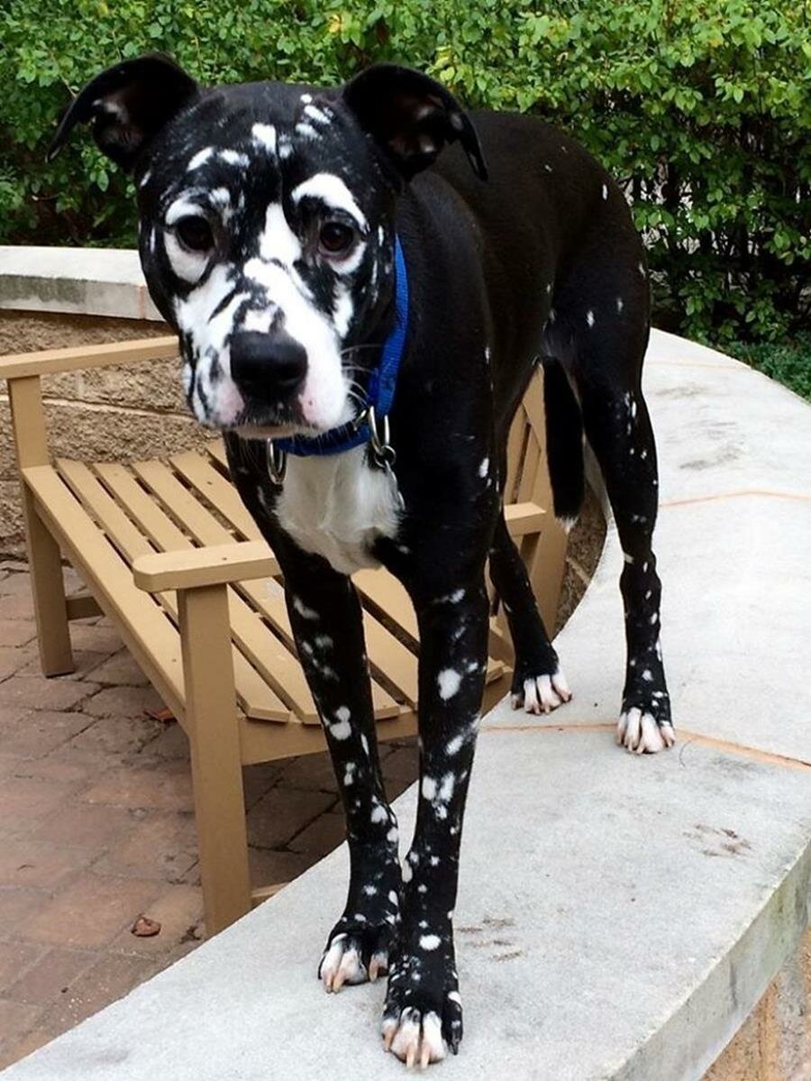 chien, noir, tâches blanches