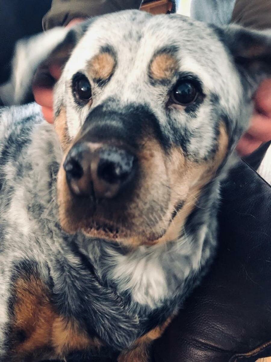 vitiligo, rottweiler, chien