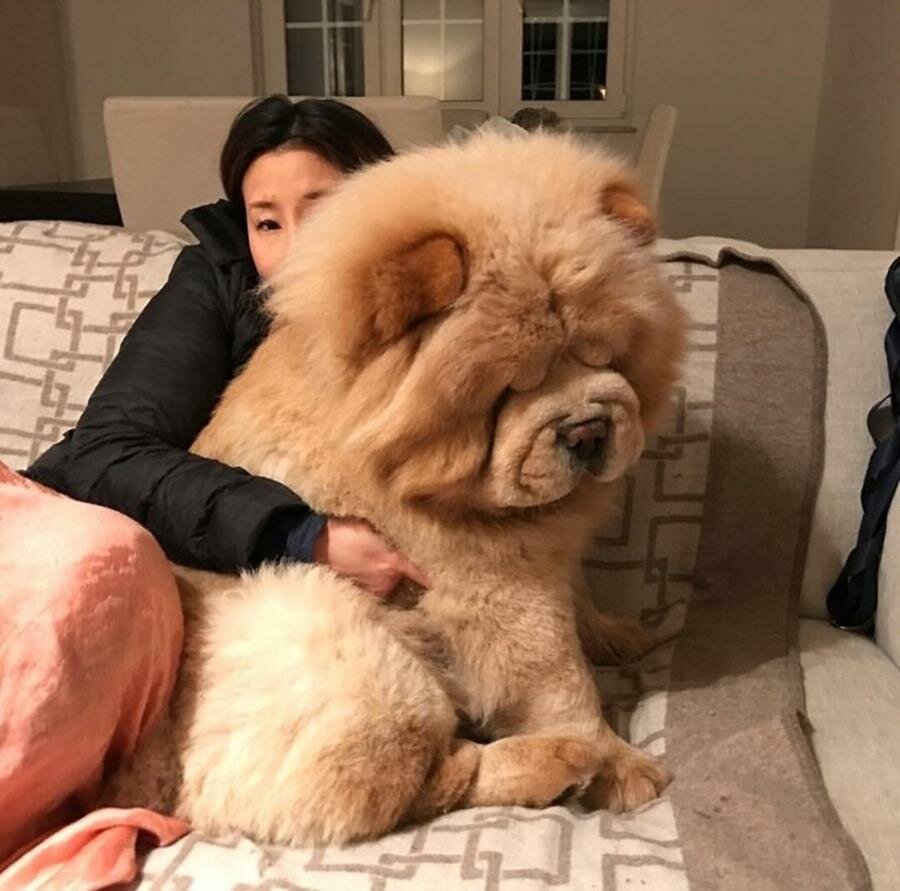 câlin, chien, femme