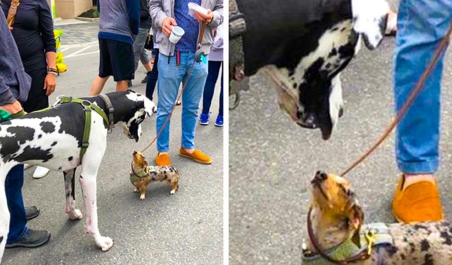 chien, rue, grand, petit