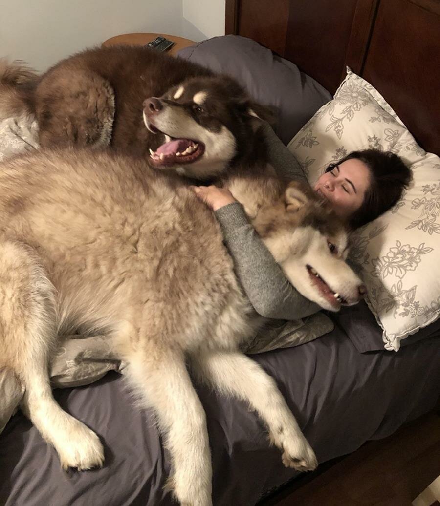 lit, câlin, chien