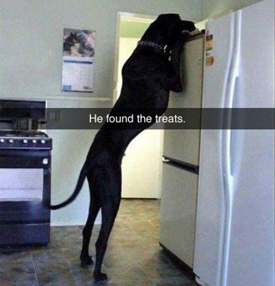chien, frigo