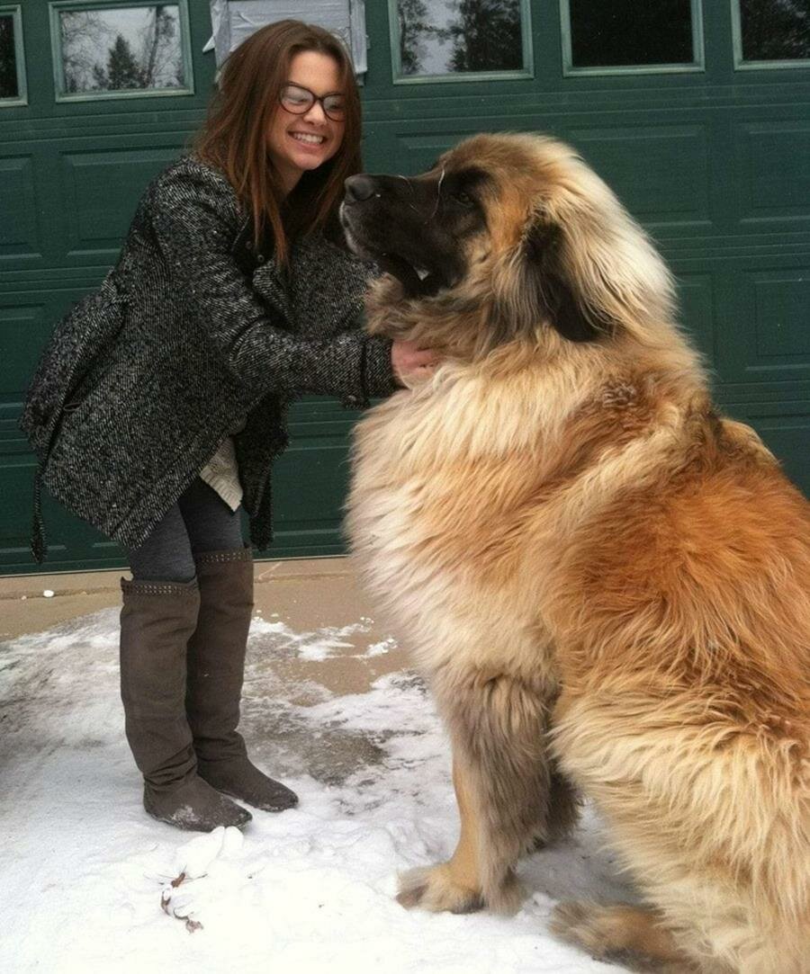 chien, caresse, rue