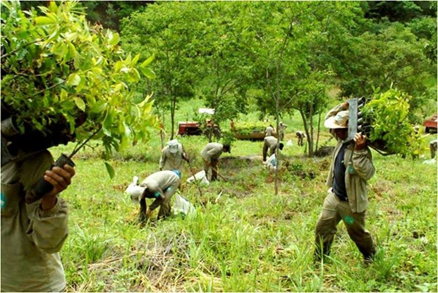 forÃªt, planter, personnes
