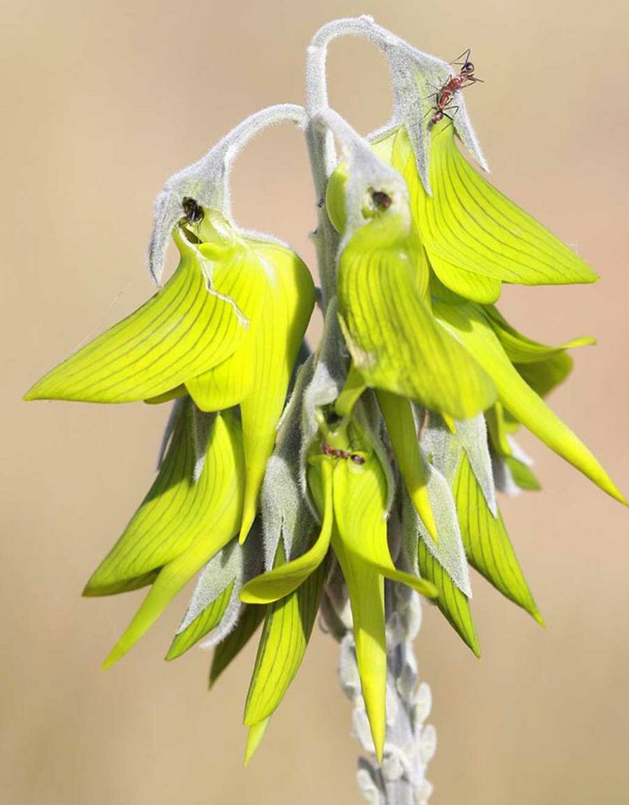 photo, fleurs, colibri