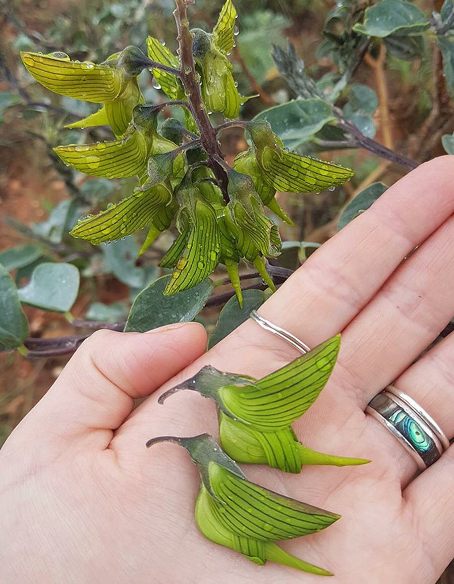fleur, colibri, forme
