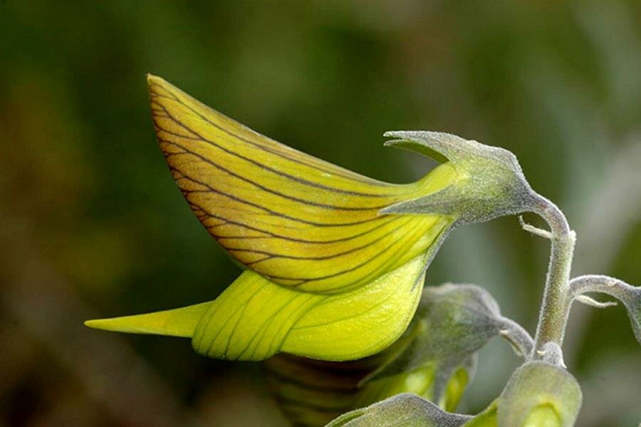 fleur, colibri