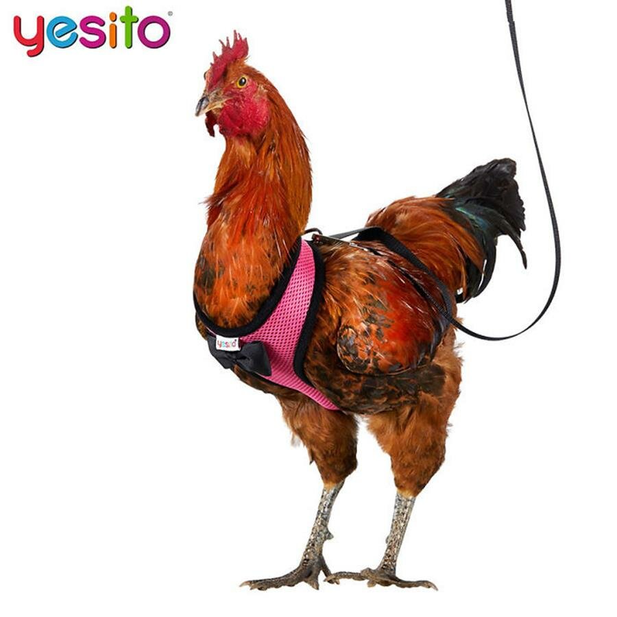 poule, harnais, rose