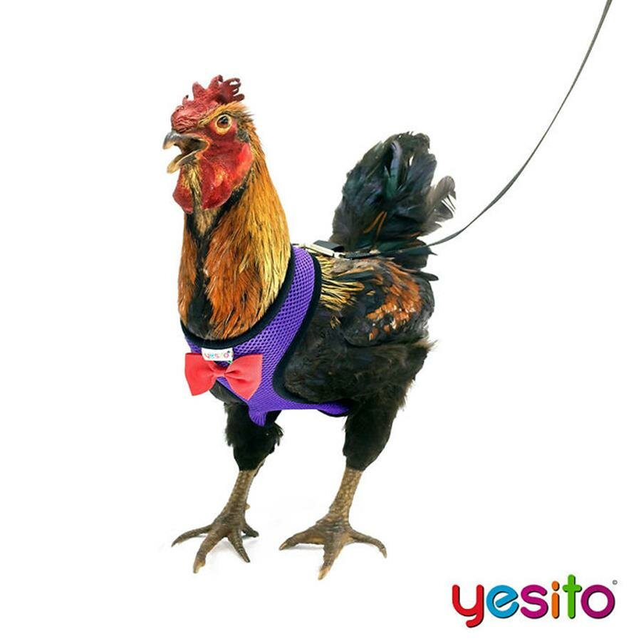 poule, harnais, violet