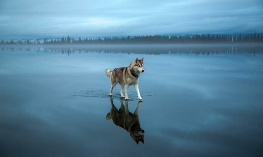 chien, eau, marcher