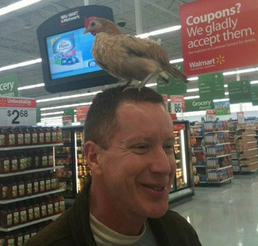 homme, poulet, tête