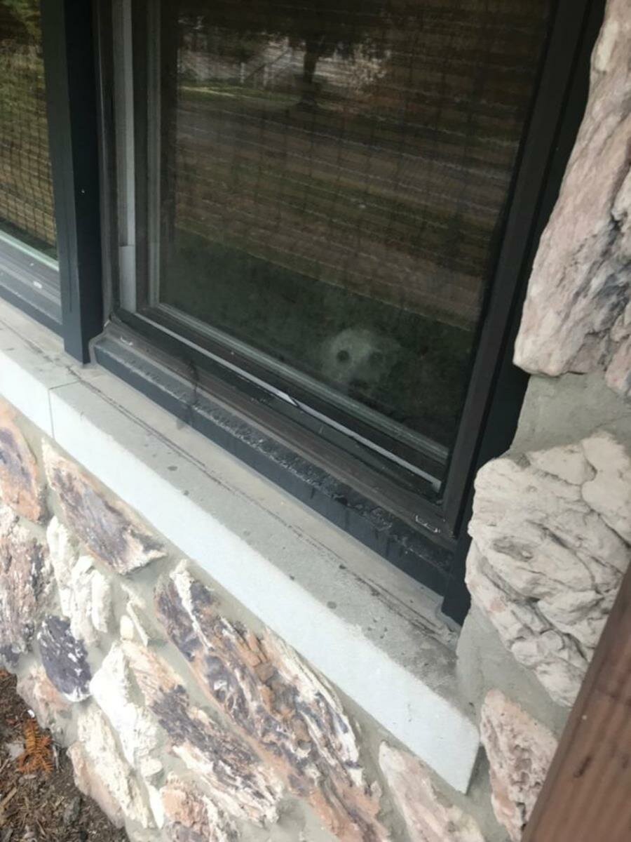 chien, fenÃªtre, attendre