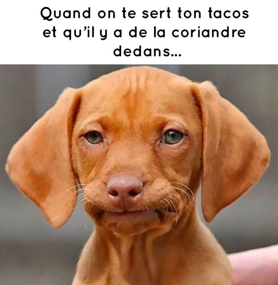 meme, coriandre