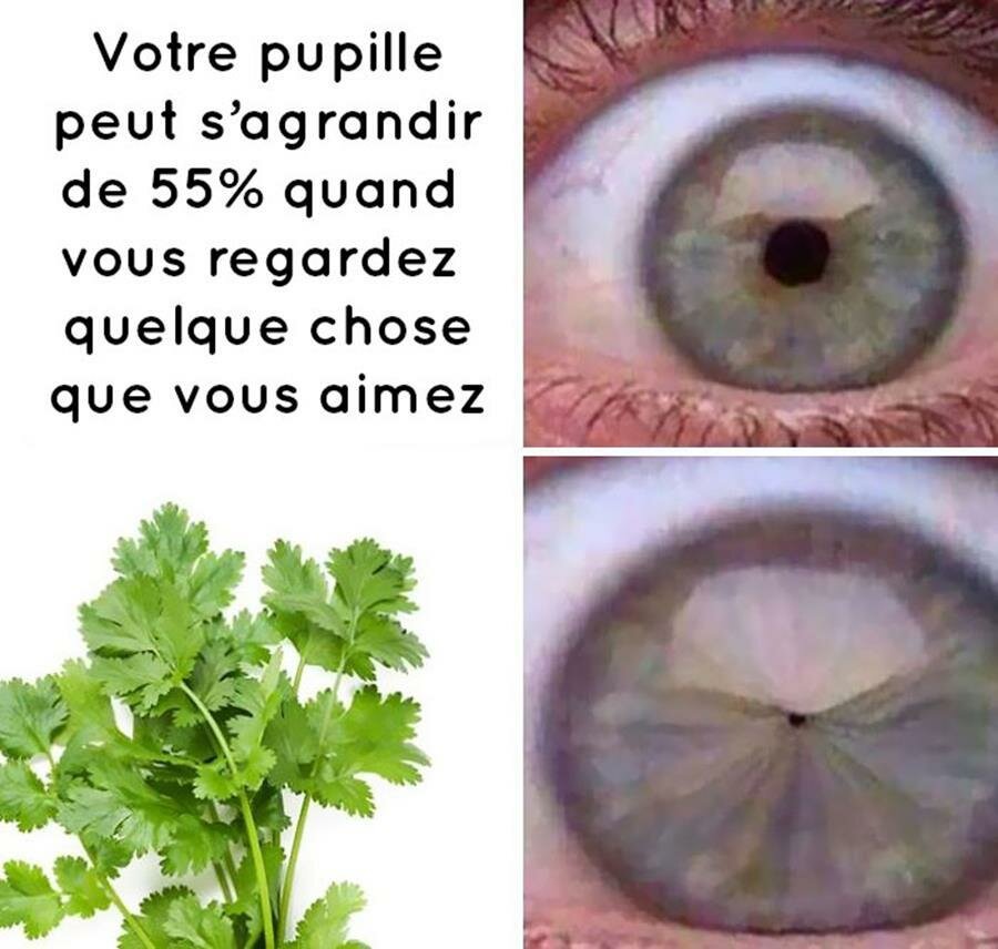 meme, coriandre, oeil