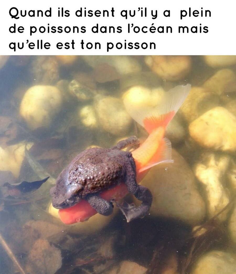 meme, amour, poisson