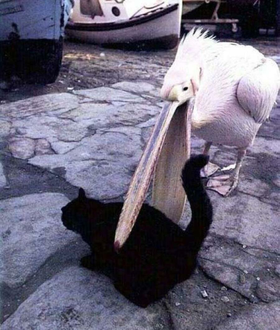 chat, pélican