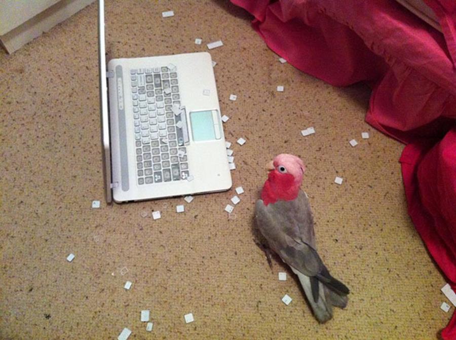 ordinateur portable, oiseau