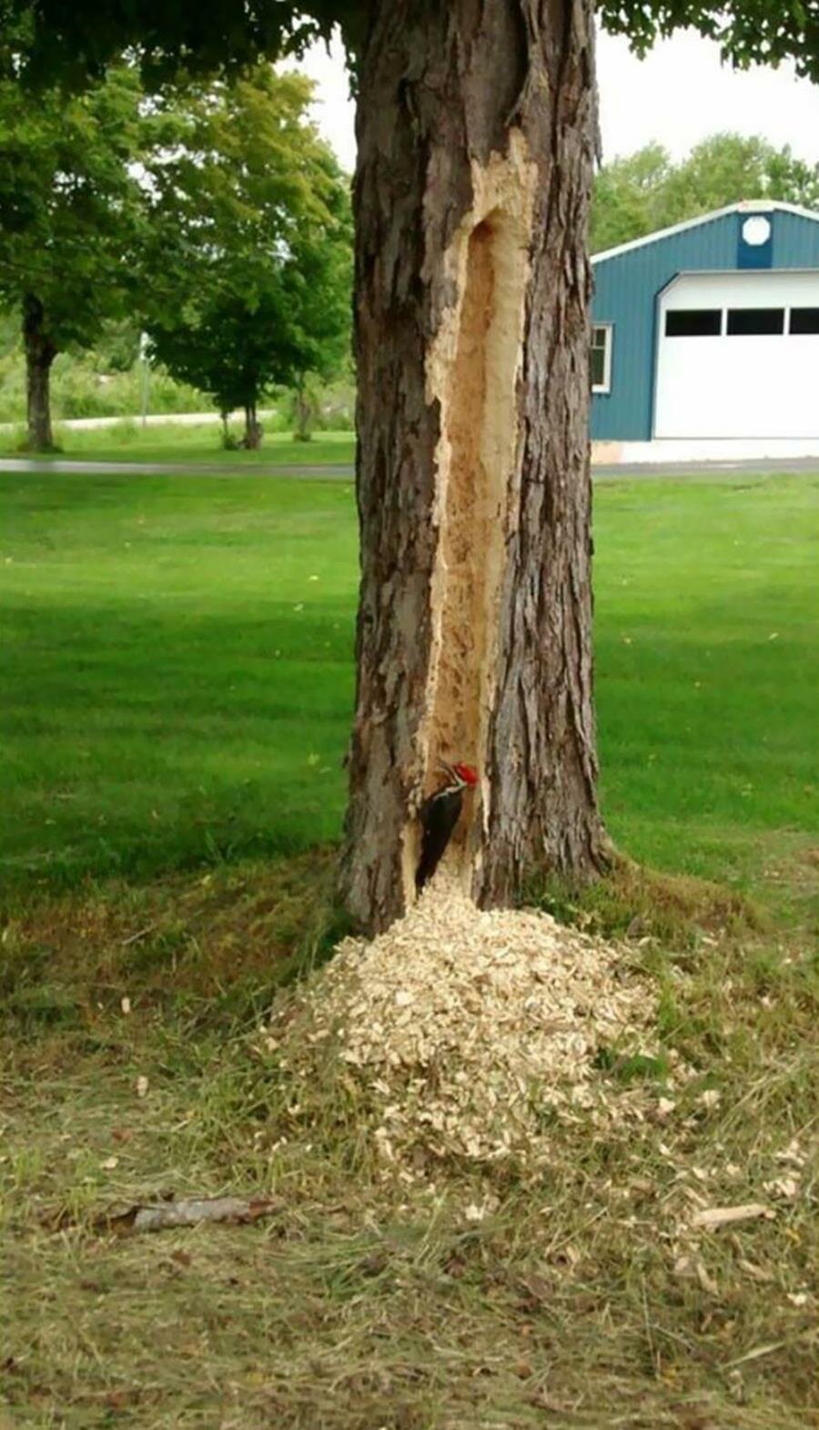 oiseau, arbre, manger