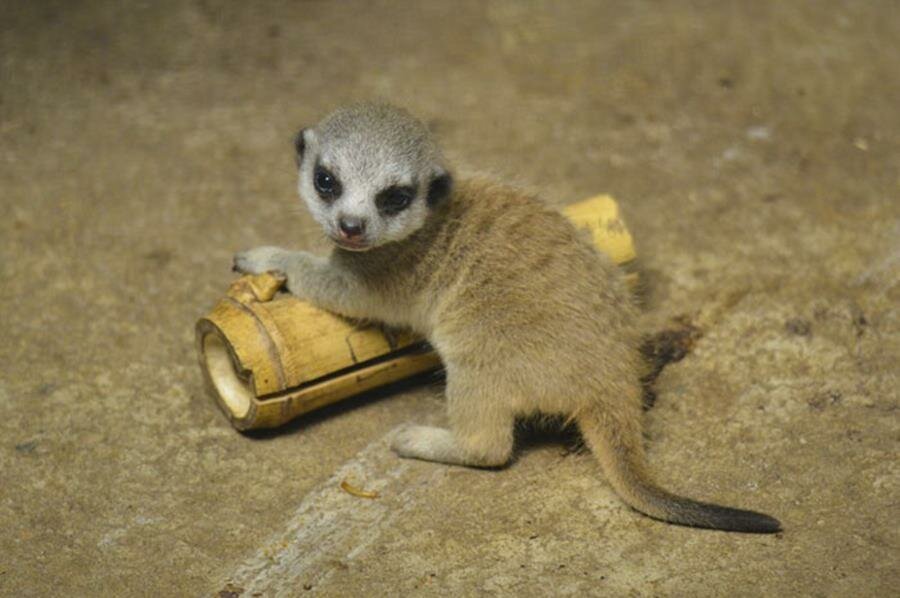 suricate, famille, photos, mamekoro51