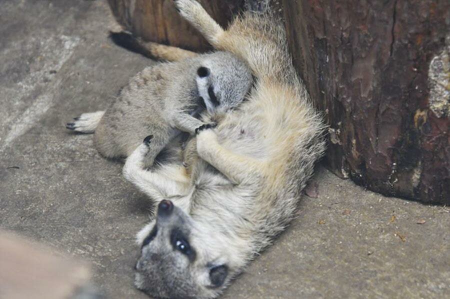 suricate, famille, photos, mamekoro51