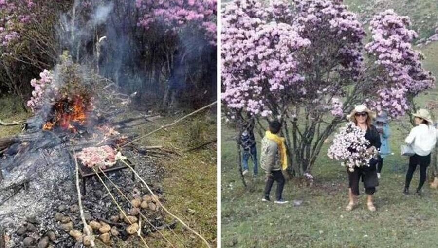 barbecue, arbre en fleur