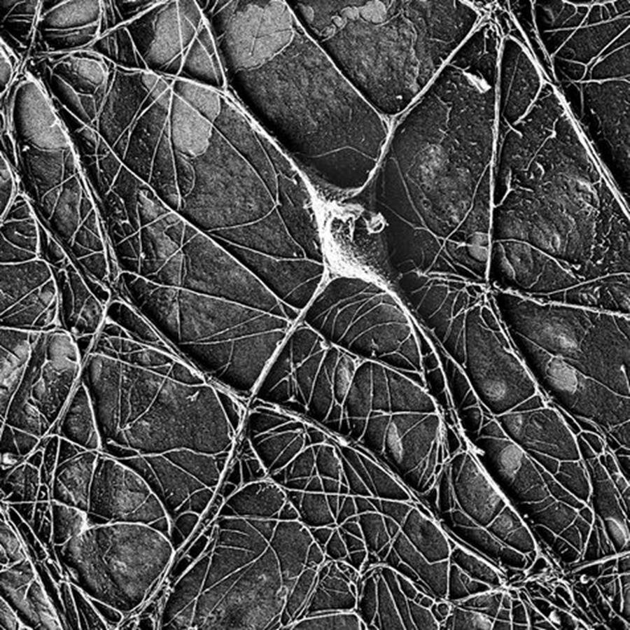 neurone, microscope