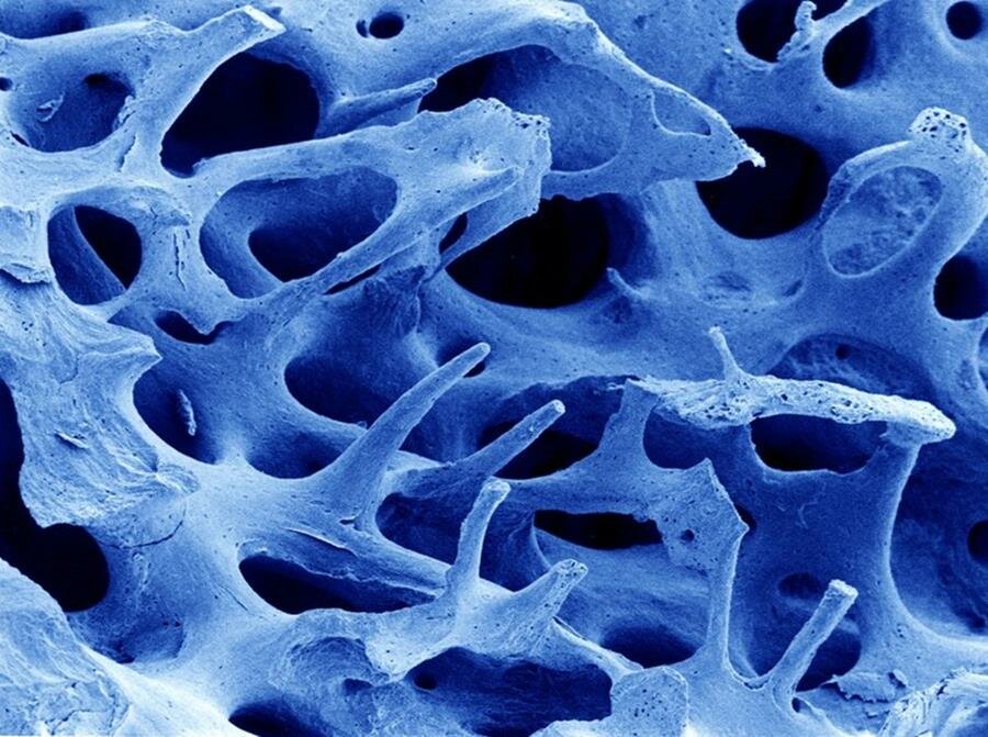 os, microscope